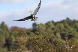 L'envol du Héron