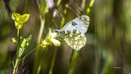 papillon du jour : amour