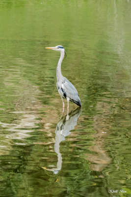 HERON CENDRE