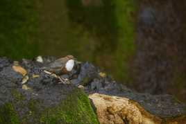 Au pied de la cascade
