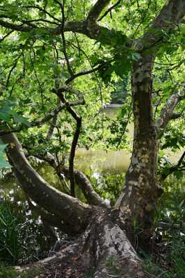 Arbre biscornu