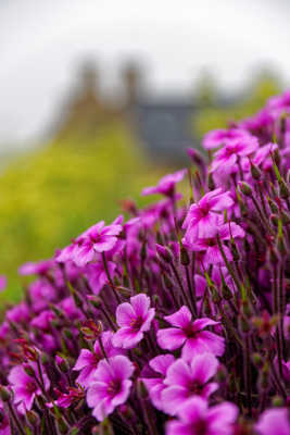 fleurs et rosée