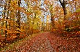Rougeurs de novembre.