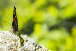 butterfly in the garden
