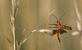 Téléphore fauve (4)