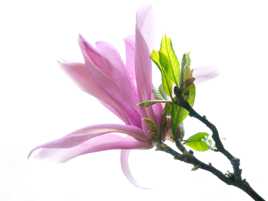 Magnolia