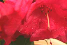 gouttes d'eau et rhododendron