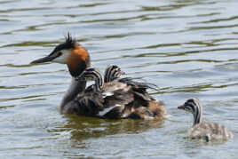 avant de traverser l'étang ...