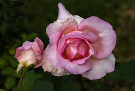 pour la journée de la rose