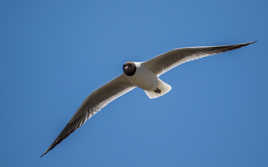 Mouette Rieuse