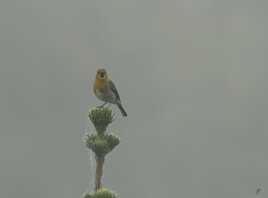 Chant du rouge gorge dans la brume