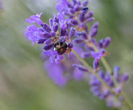 lavande hatitée 6092