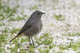 Mon compagnon de télétravail