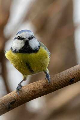 Mésange bleue en surveillance