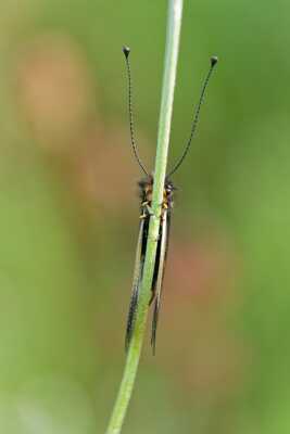La vie à tout prix....