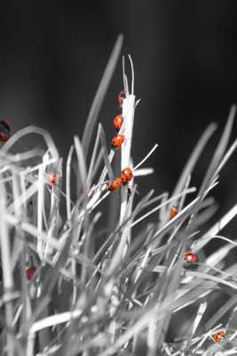 Bouquet rouge et noir