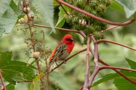 Le Cardinal