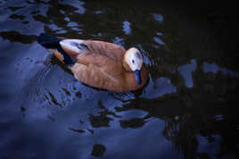 Des ronds dans l'eau