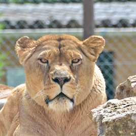 Portrait de Lionne