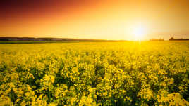 Coucher de soleil sur le colza