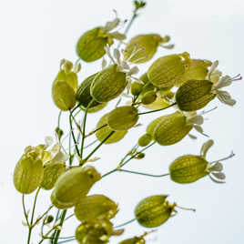 Une sauvage des fossés.