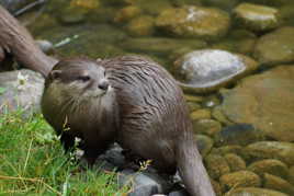 loutre des Pyrénées