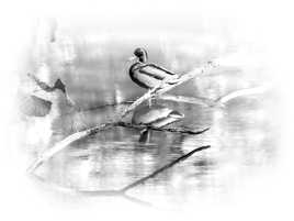 vilain petit canard ?