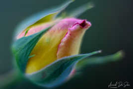 Petite Rose deviendra grande