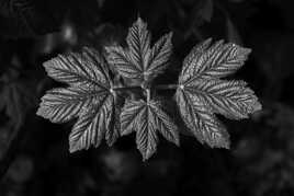 Histoir de feuille 3