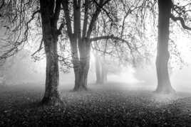 Entre reve et réalité