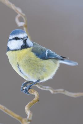 Mésange bleue