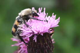 Câlin floral