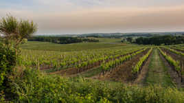 Vignoble d'un vin blanc sucré