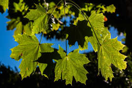 regarder les feuilles à l'envers