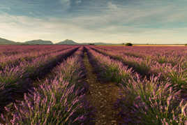 Plateau de Valensole 6h du matin