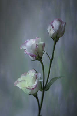 lisianthus