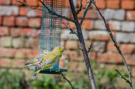 Verdier, petit oiseau du jardin