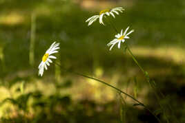 Les 3 Marguerites