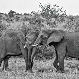 Calin d'éléphants