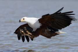 pygargue à l'attaque