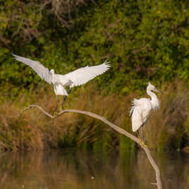 Si tu boudes, je me tire...
