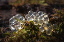 Grappe d'oeufs de limace léopard