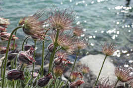 Pulsatilla vulgaris
