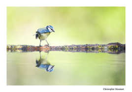 Reflet Mésange Bleu