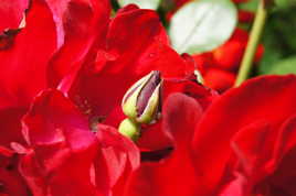 Souvenir de printemps