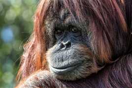 Portrait au zoo