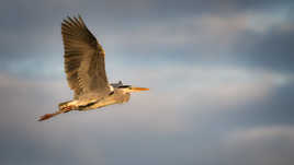 Aprés le décollage de l'arbre ...