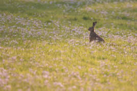 lièvre bucolique