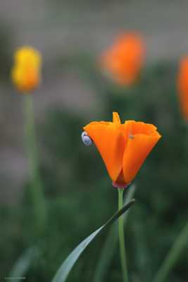 L’eschscholzia