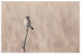 Toujours le même Tarier de Sibérie